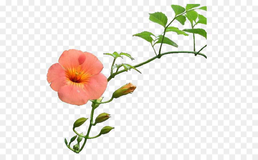 Fleurs Roses，Floraison PNG