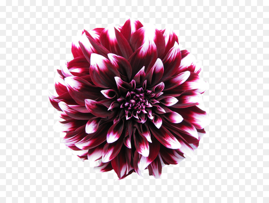 Fleur Rose，Fleurir PNG