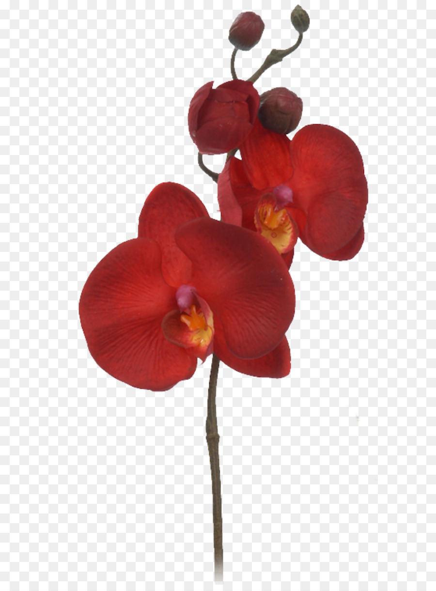 Orchidée Rouge，Pétales PNG