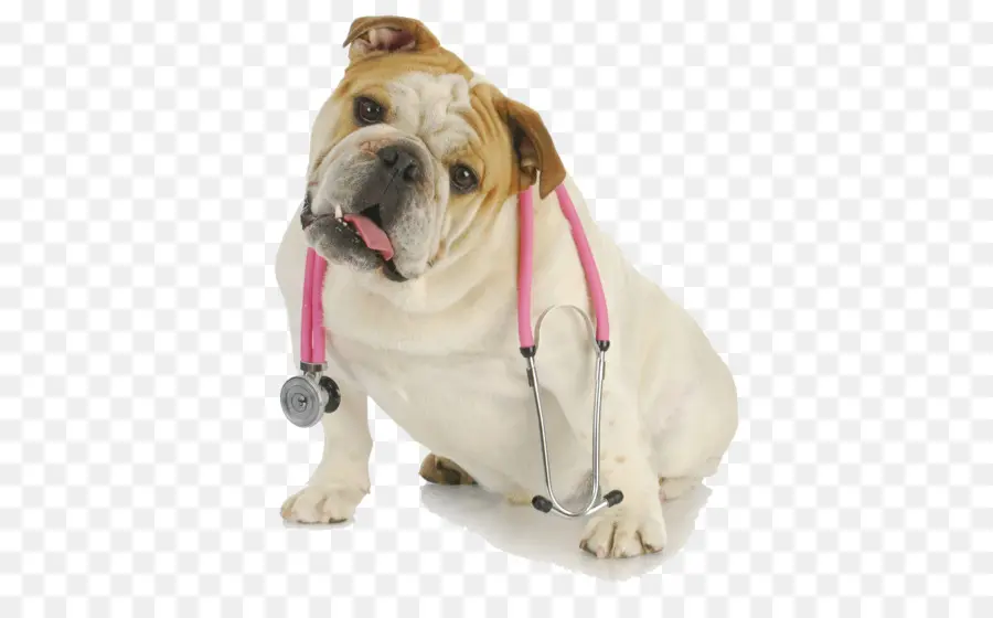 Chiot Avec Stéthoscope，Chien PNG