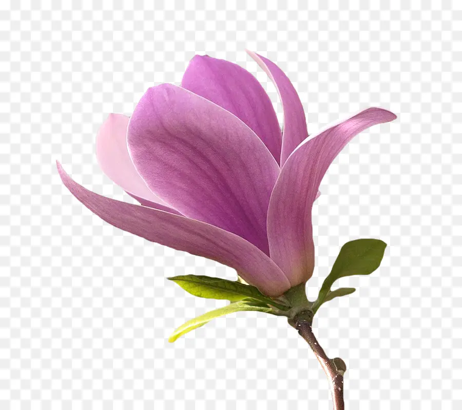 Fleur，Magnolia PNG