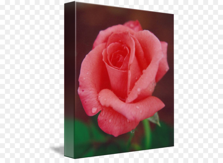 Les Roses De Jardin，Chou Rose PNG