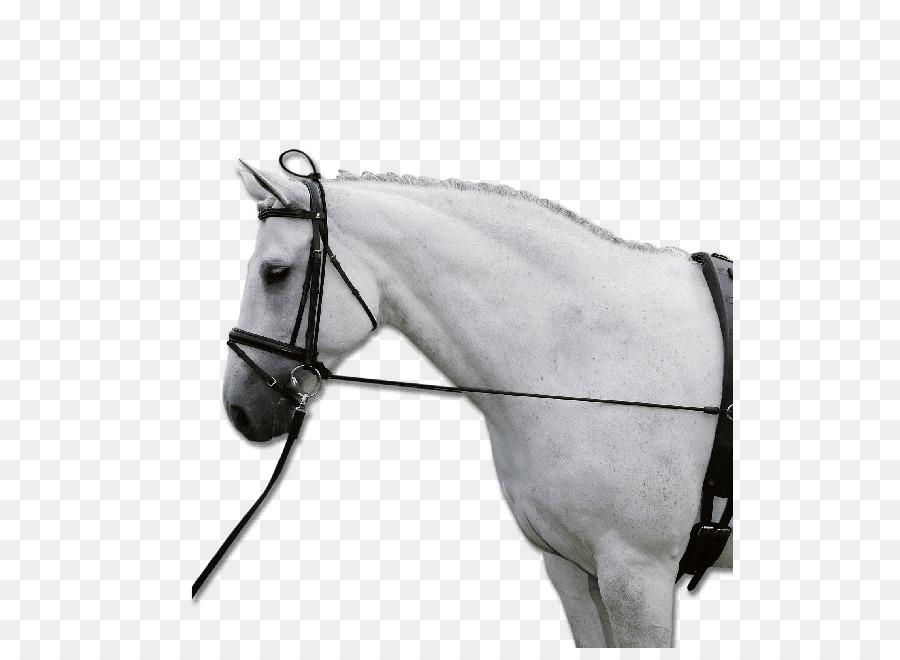 Cheval，Chambon PNG