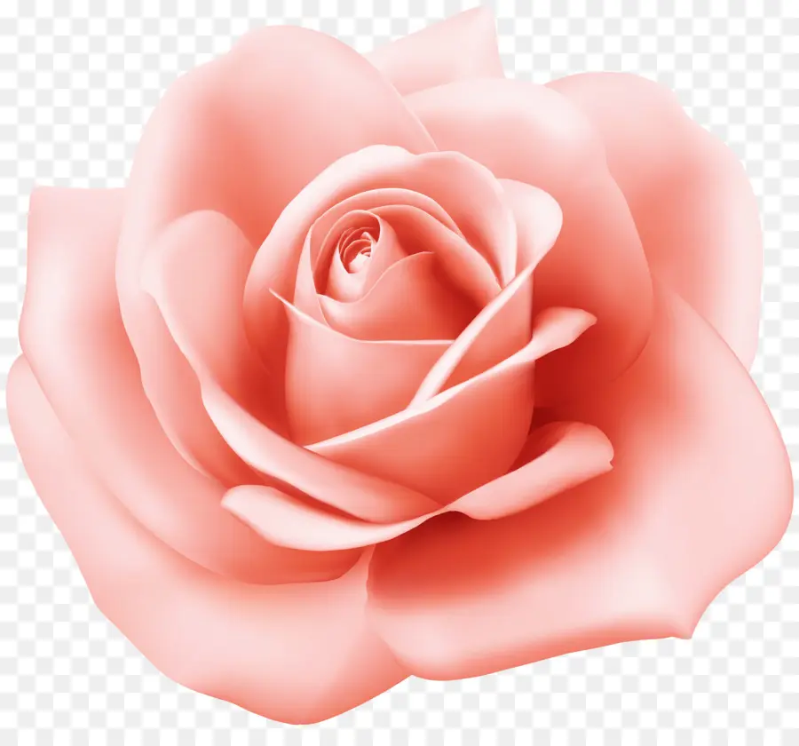 Les Roses De Jardin，Rose De Chine PNG