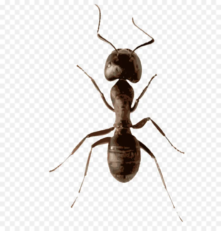 Fourmi，Insecte PNG