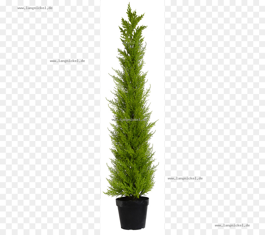 Plante En Pot，Vert PNG