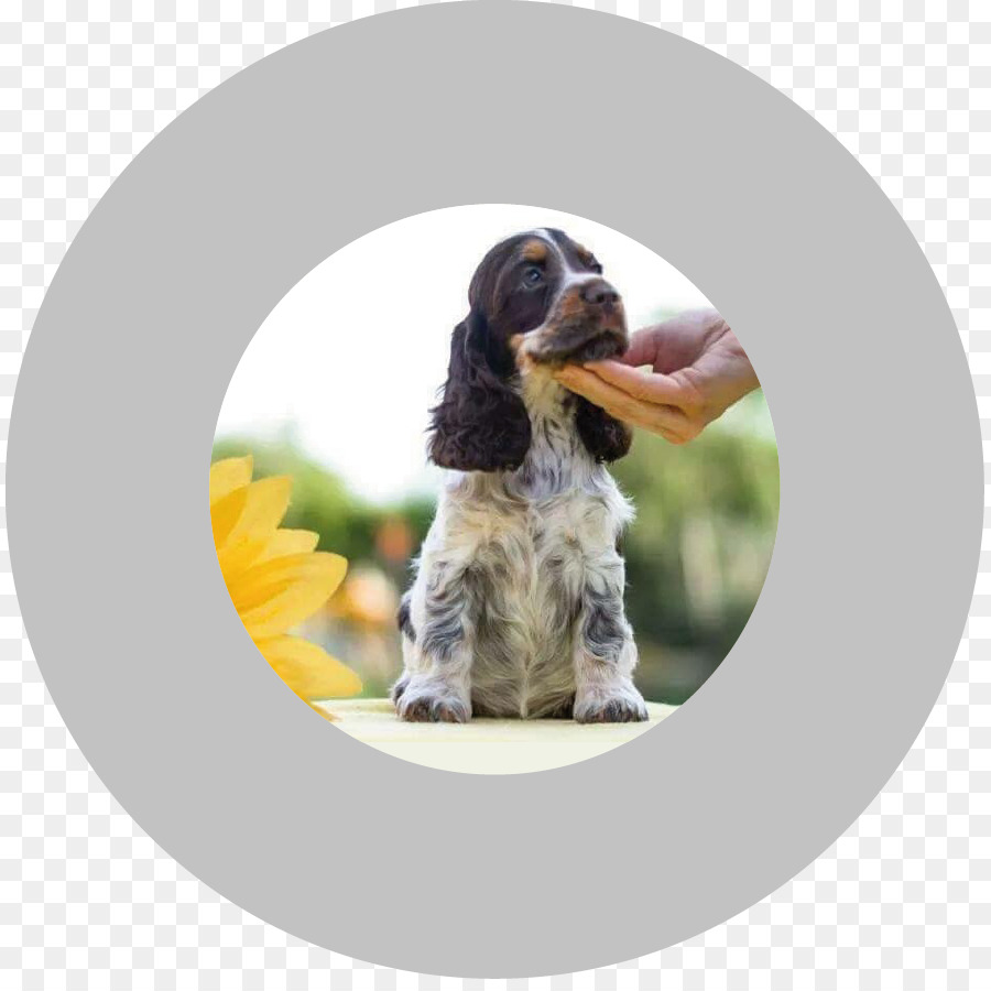 Chiot，Chien PNG