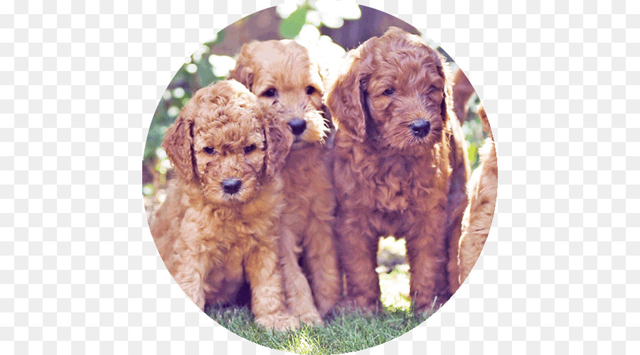 Caniche Miniature，Cockapoo PNG