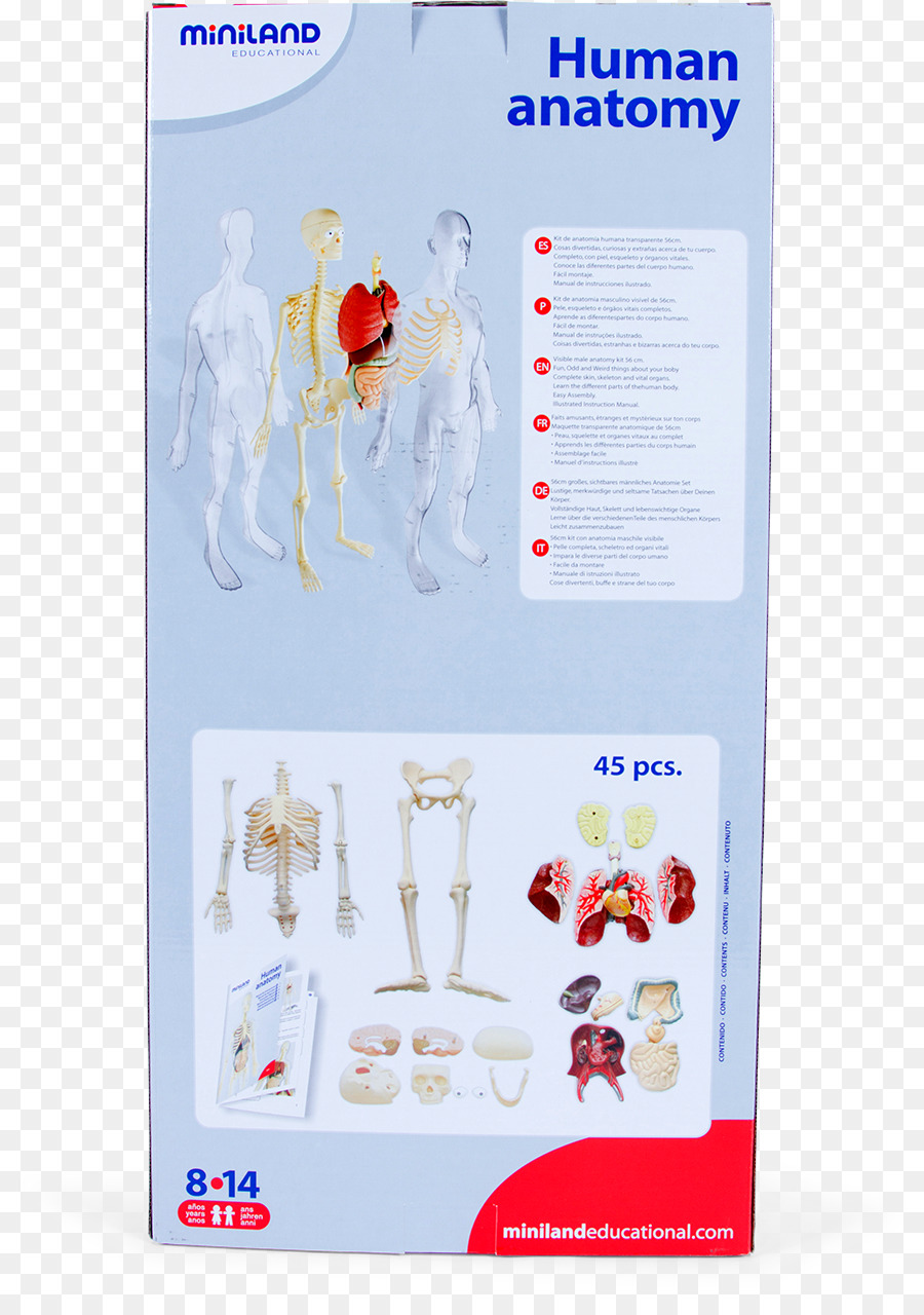 L Anatomie De L Homme，Anatomie PNG