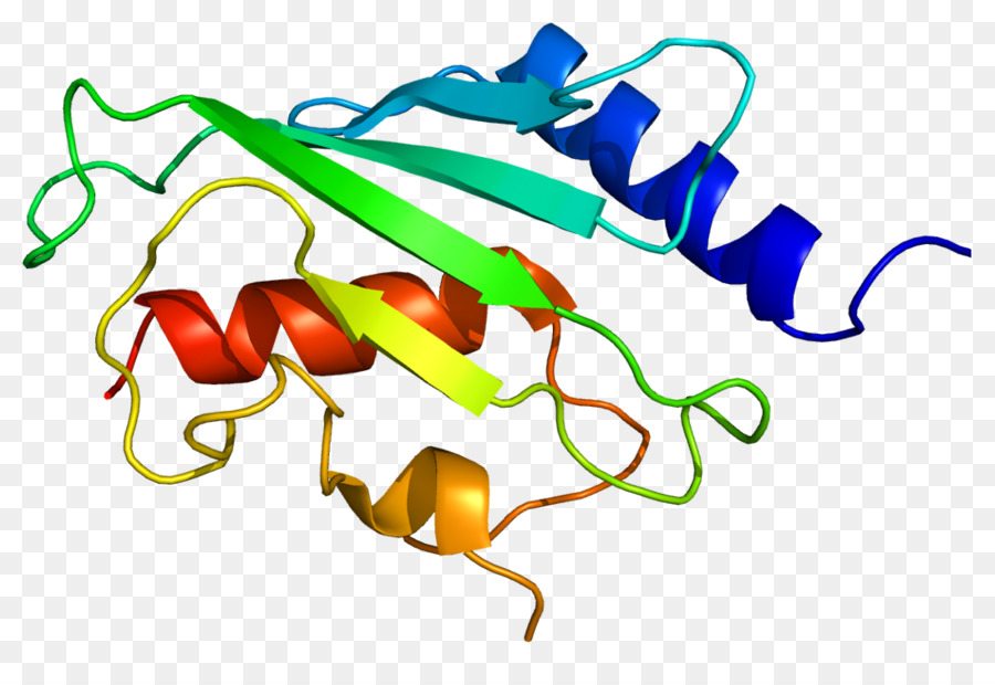 Structure Des Protéines，Biologie PNG