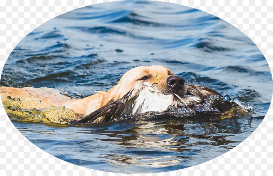 Le Labrador Retriever，Loutre De Mer PNG