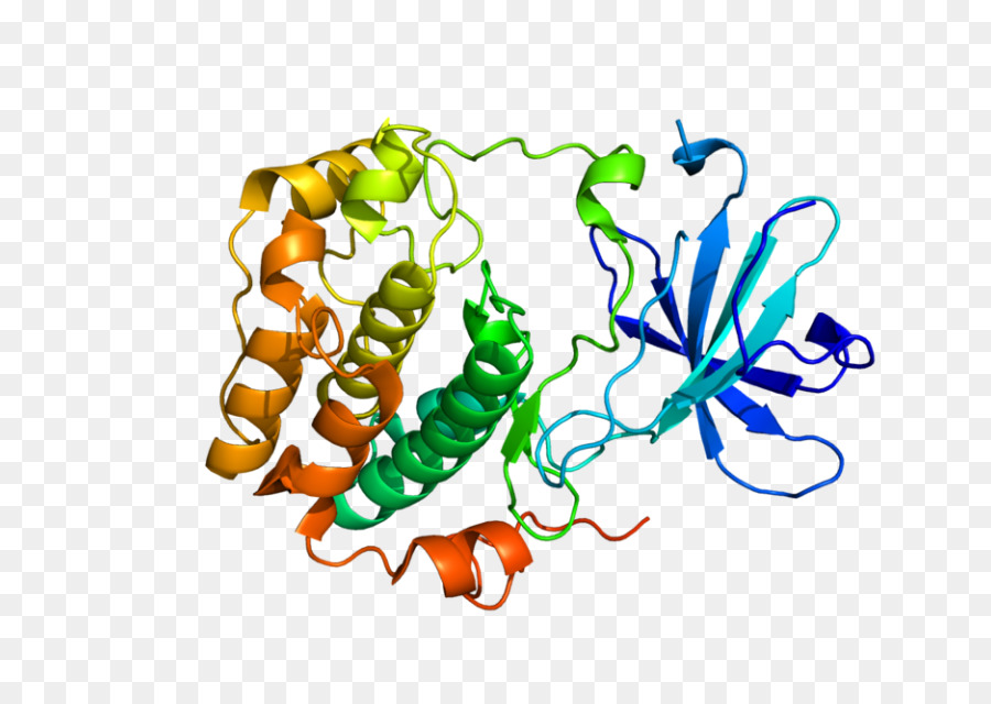 La Protéine Kinase，Kinase PNG