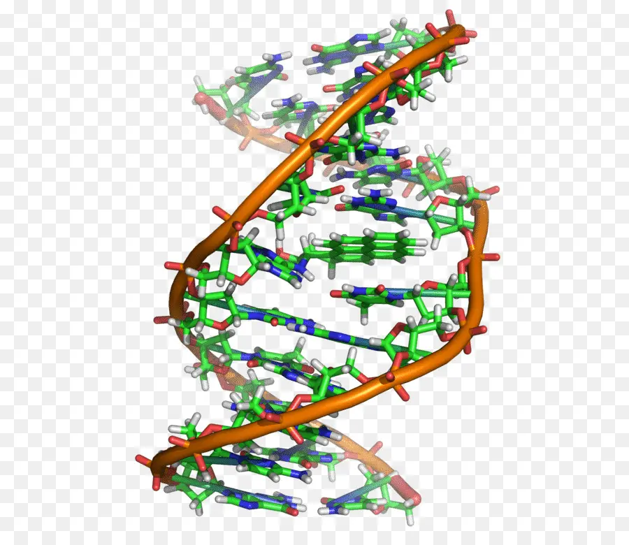 Structure De L'adn，Génétique PNG