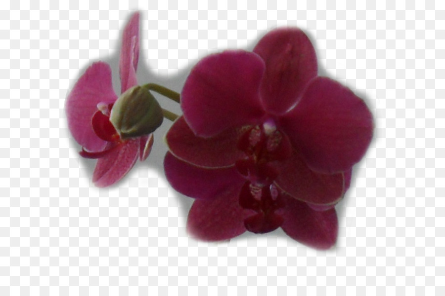 Teigne Des Orchidées，Violet PNG