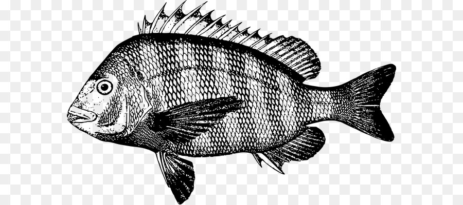 Poisson，Aquatique PNG