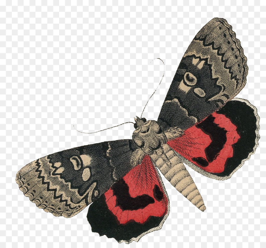 Papillon，Couverture PNG