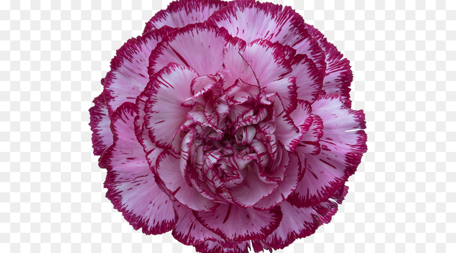 Fleur Rose，Floraison PNG