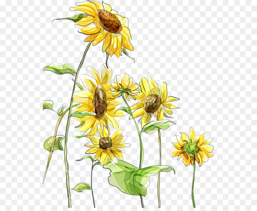 Tournesols，Fleurs PNG