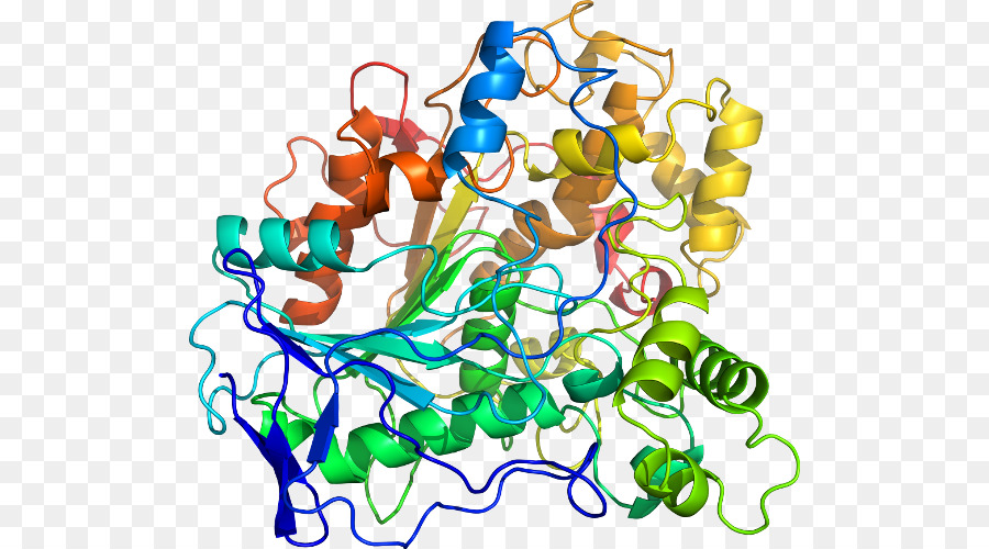 Structure Des Protéines，Biologie PNG