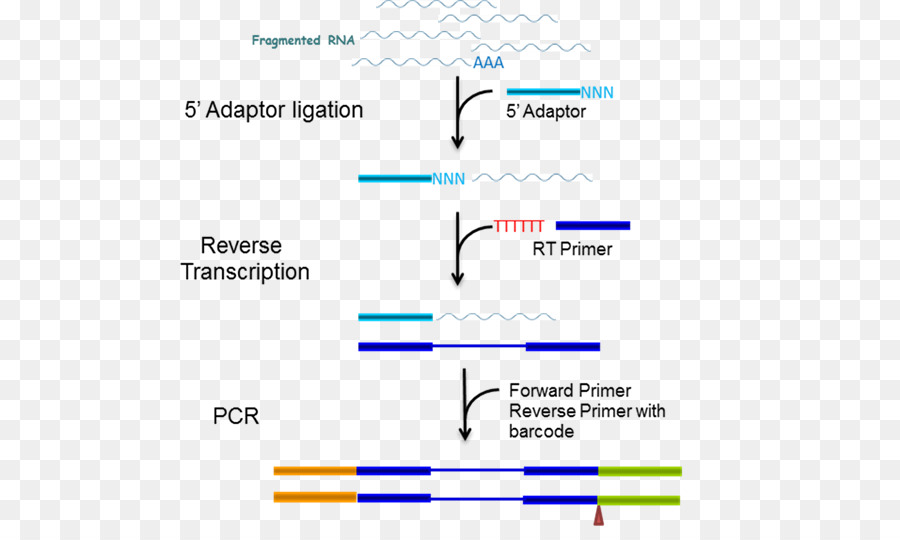 Document，Ligne PNG