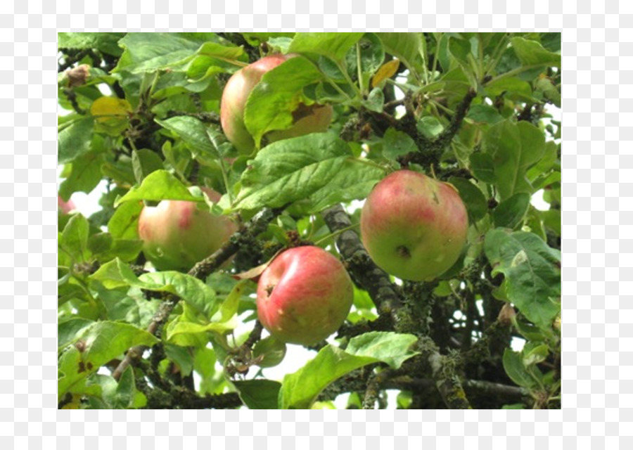 Les Fruits De L Arbre，Pomme PNG