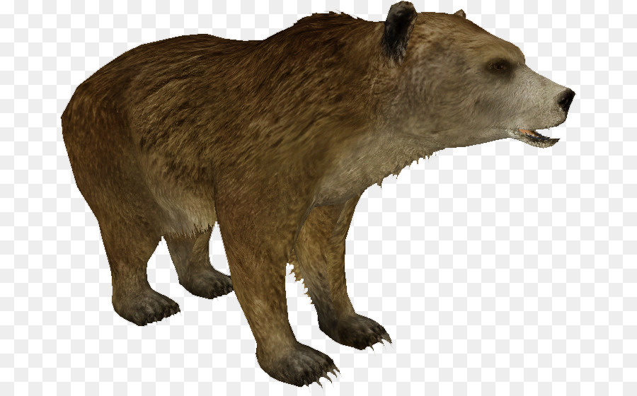 Grizzli，Mexicaine Grizzly Bear PNG