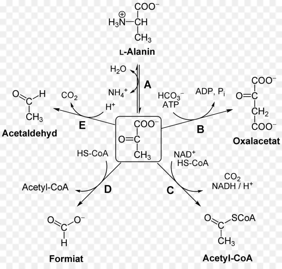 Acide Pyruvique，Pyruvate Déshydrogénase Kinase PNG