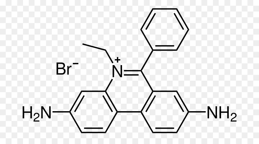Le Bromure D éthidium，électrophorèse Sur Gel D Agarose PNG