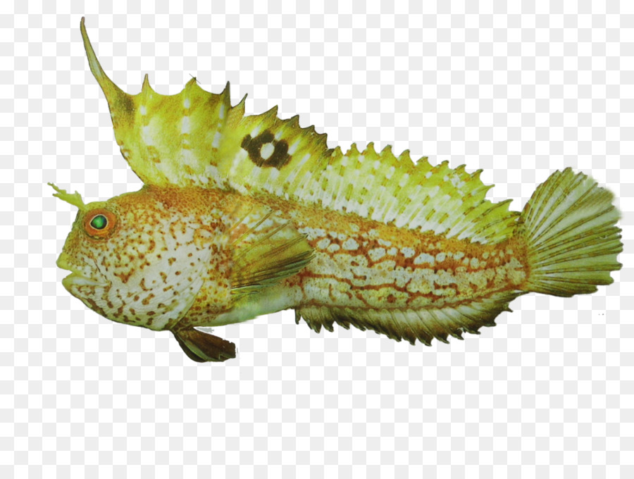 Poisson，Animal PNG