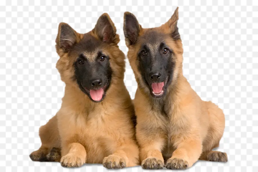 Chiots，Chiens PNG