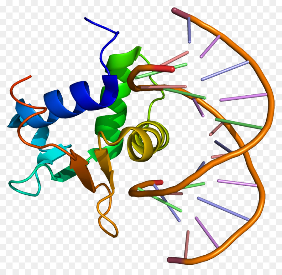 Structure De L'adn，Molécule PNG