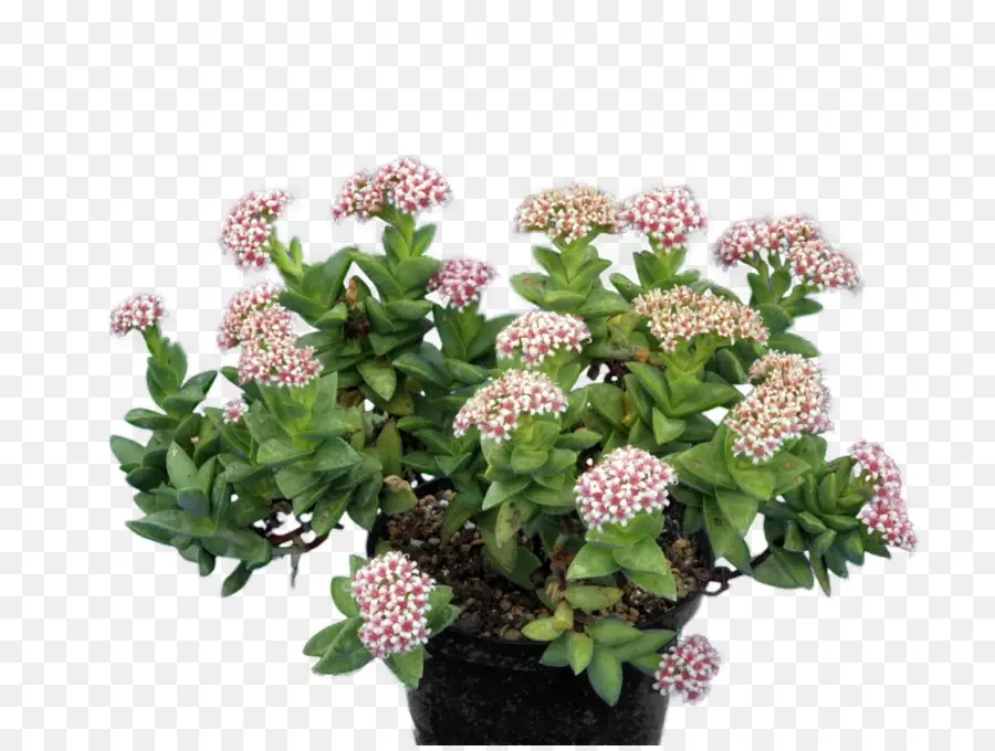 Plante à Fleurs，Succulent PNG