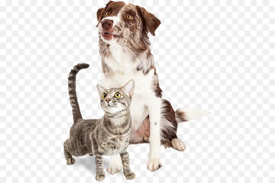 Chien Et Chat，Chien PNG