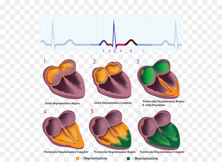 Dépolarisation Et Repolarisation Cardiaque，Ecg PNG