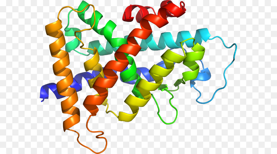 Structure Des Protéines，Biologie PNG