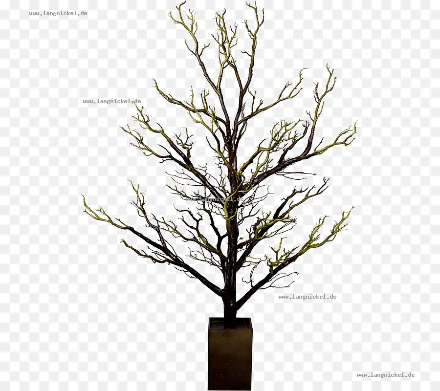 Arbre，Succursales PNG