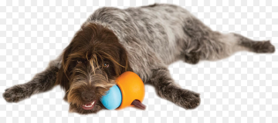 Wirehaired Griffon De Pointage，Jouets Pour Chien PNG