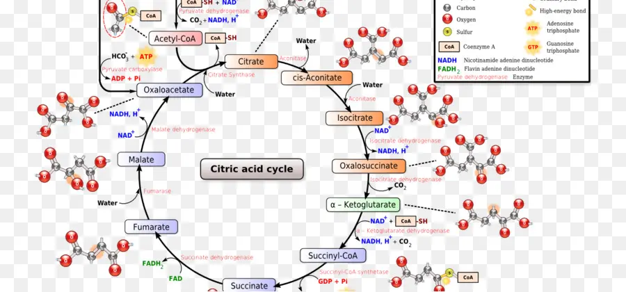 Cycle De L'acide Citrique，Biochimie PNG