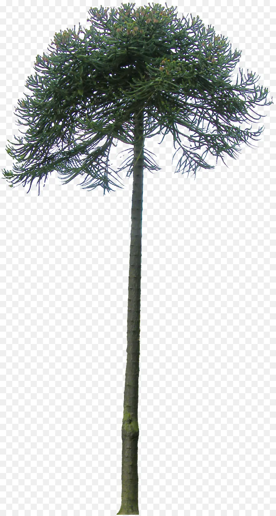 Arbre，Succursales PNG