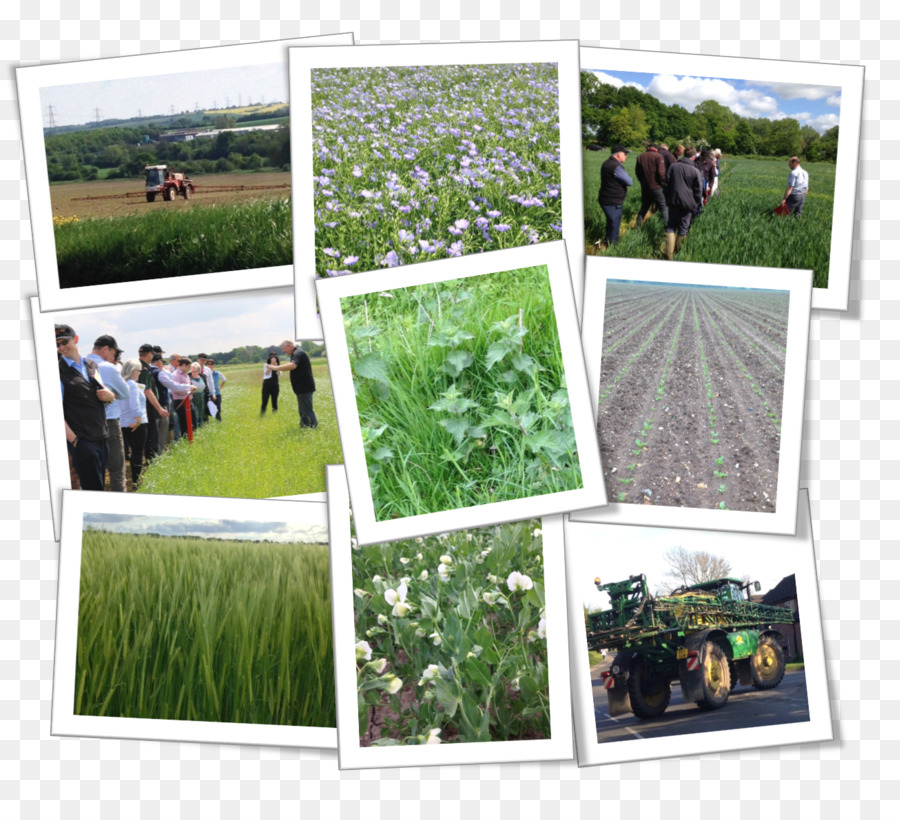 Fenêtre，Herbes PNG