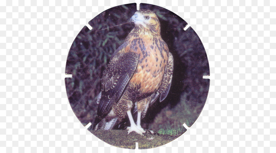 Hawk，Buse PNG