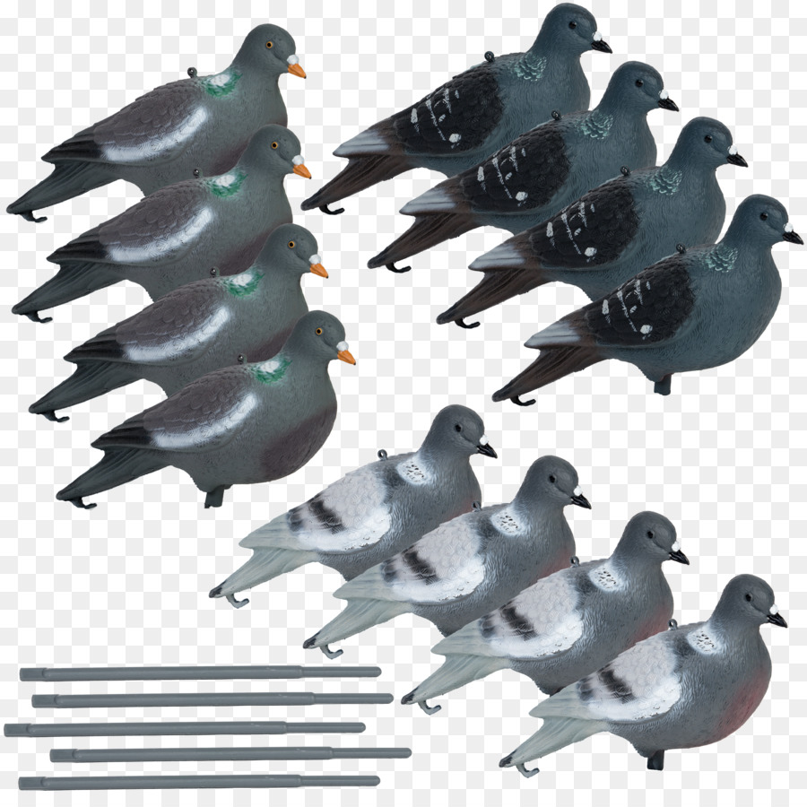 Columbidae，Pigeon Domestique PNG