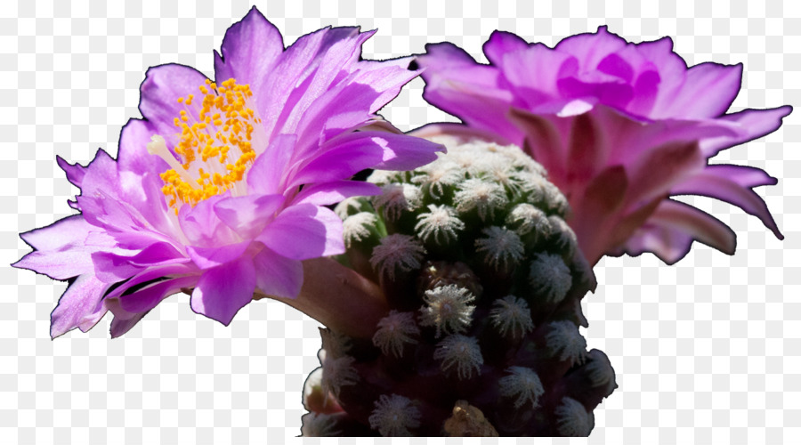 Cactaceae，Festa Del Cactus PNG