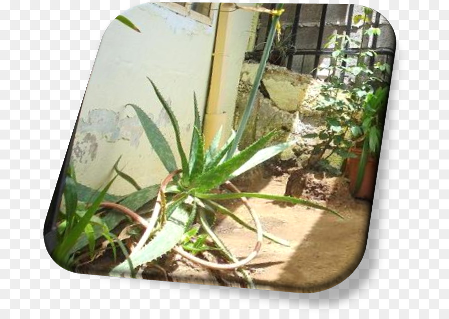 L Aloe Vera，Plante PNG