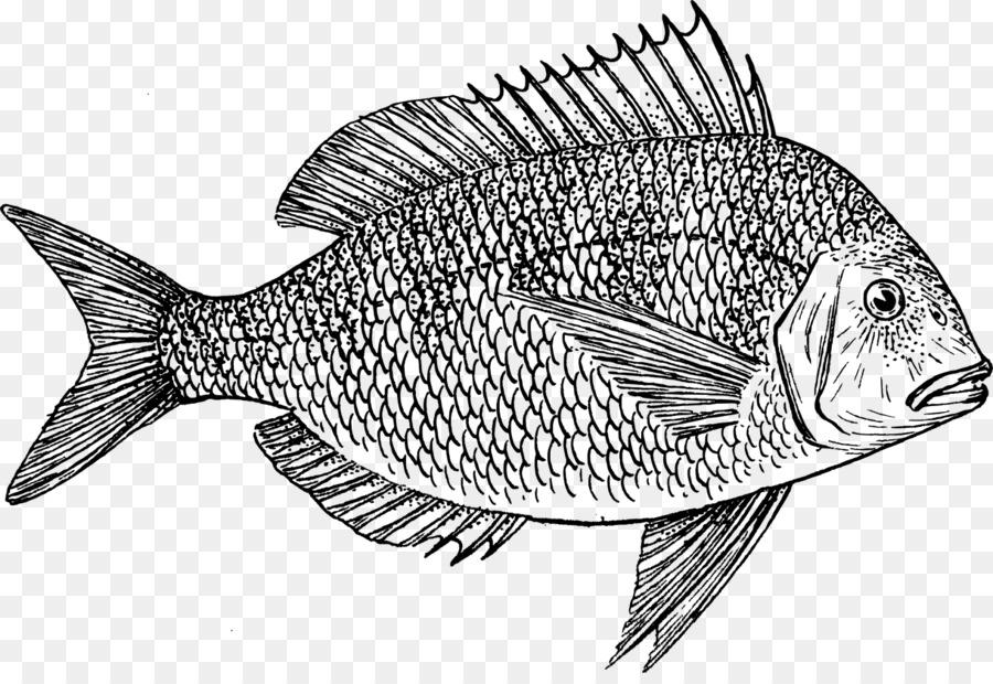 Scup，Poisson PNG