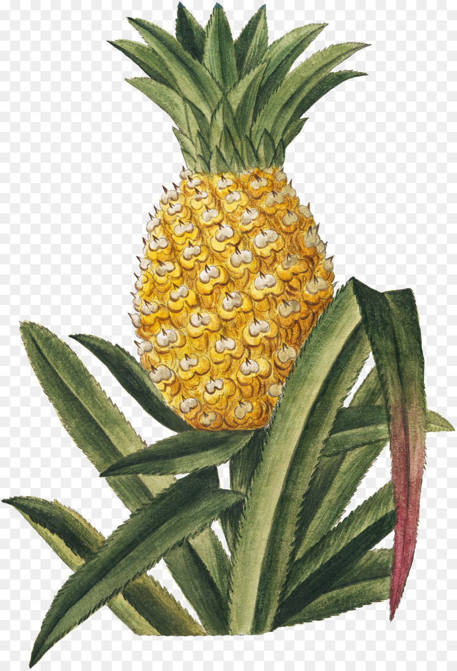 Ananas Coloré，Ananas PNG