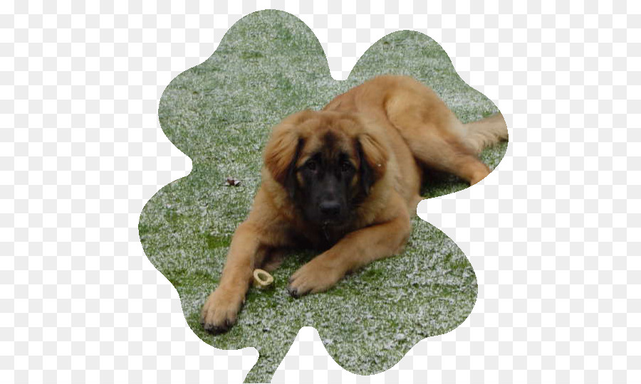 Race De Chien，Leonberger PNG