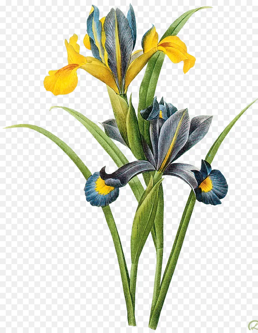 Fleurs Jaunes Et Bleues，Iris PNG