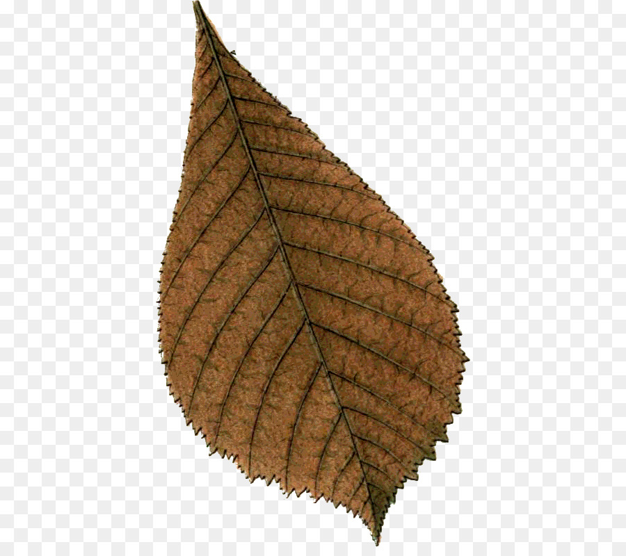 Feuille，Automne PNG