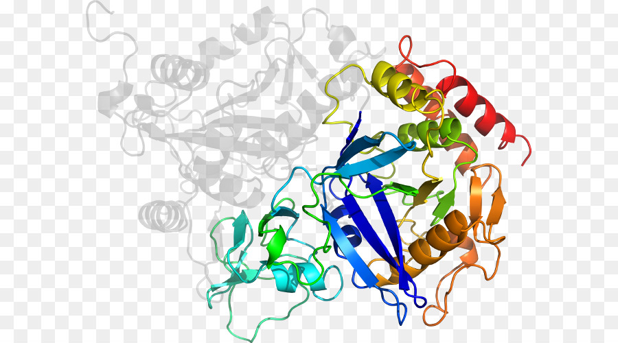 Structure Des Protéines，Molécule PNG